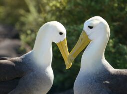 divorzi tra albatros
