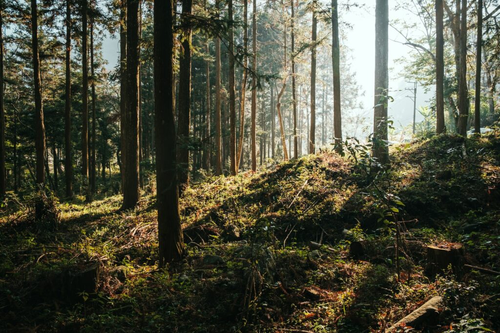 foreste sostenibili