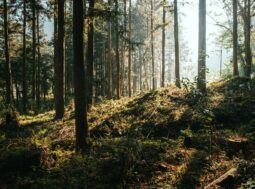 foreste sostenibili