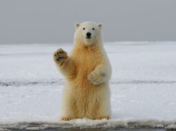 orsi polari e scioglimento die ghiacci
