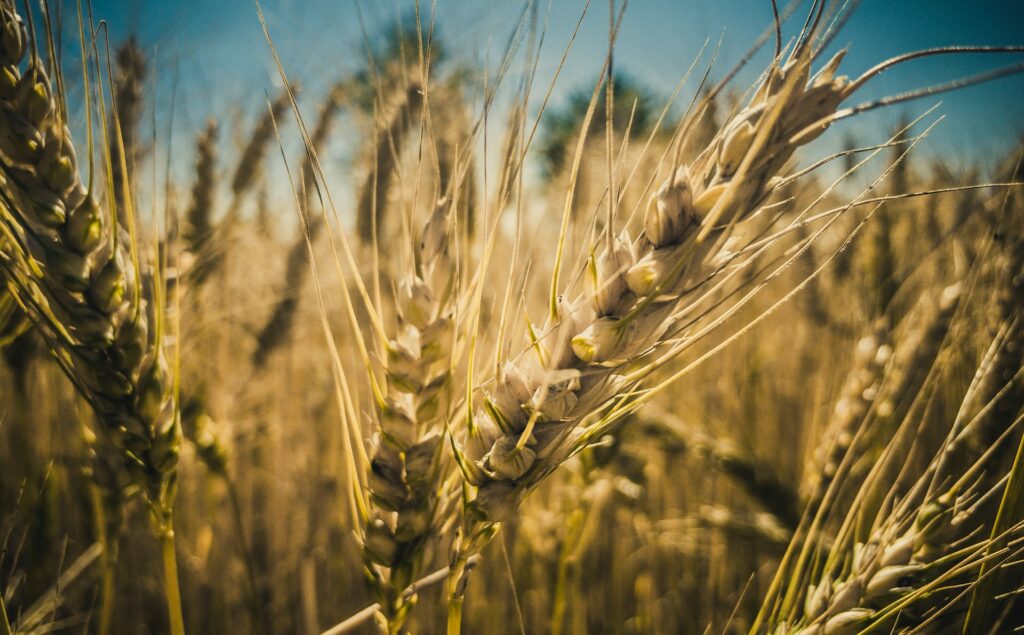 Agricoltura in crisi per la siccità: