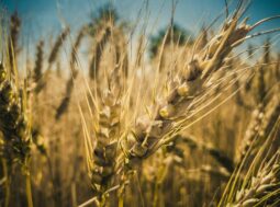 Agricoltura in crisi per la siccità: