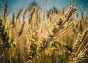 Agricoltura in crisi per la siccità: