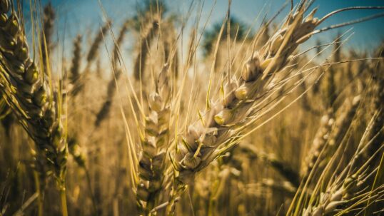 Agricoltura in crisi per la siccità: