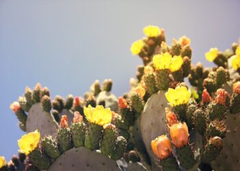 fichi d'India sulle Alpi