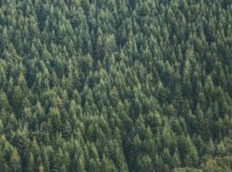 Piantare alberi