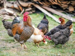 galline domestiche