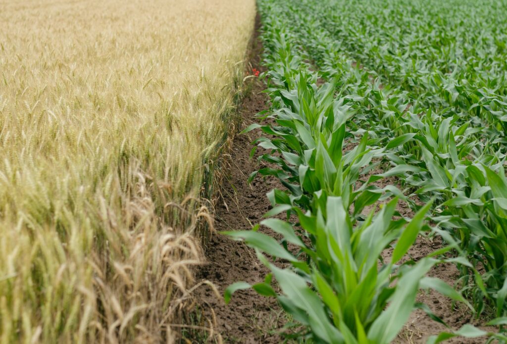 ondate di calore minacciano la sicurezza alimentare