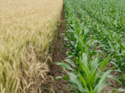 ondate di calore minacciano la sicurezza alimentare
