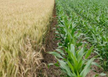 ondate di calore minacciano la sicurezza alimentare