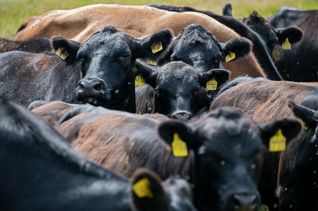 finanziamenti all'industria della carne