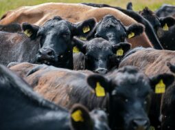 finanziamenti all'industria della carne
