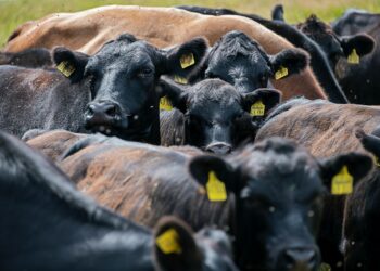 finanziamenti all'industria della carne