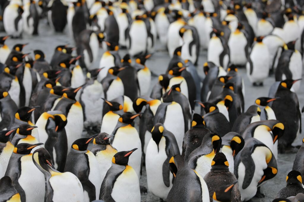 pinguino imperatore è minacciato dai cambiamenti climatici