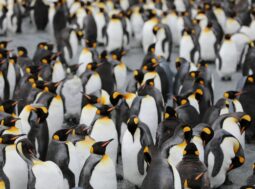 pinguino imperatore è minacciato dai cambiamenti climatici