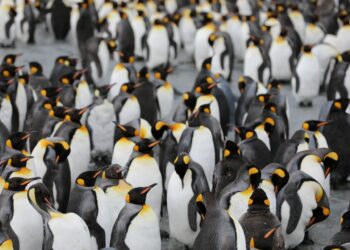 pinguino imperatore è minacciato dai cambiamenti climatici
