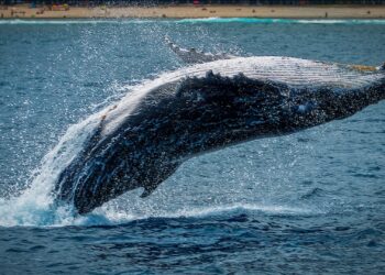 microplastiche nelle balene