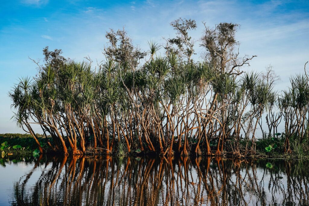 mangrovie bruciate in Indonesia