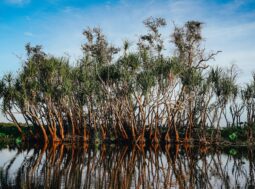 mangrovie bruciate in Indonesia