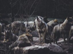 Convivere con i lupi