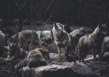 Convivere con i lupi
