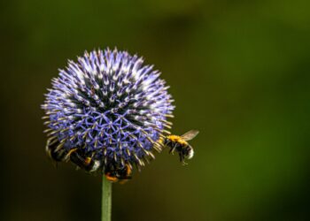 le conseguenze dell'estinzione degli insetti