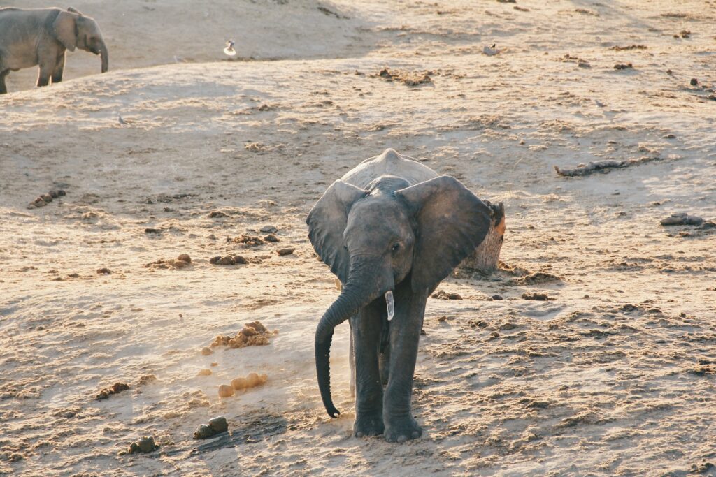 elefanti morti siccità