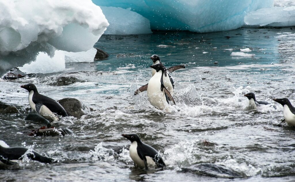 pinguini di Adelia