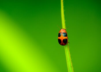 specie viventi nel giardino