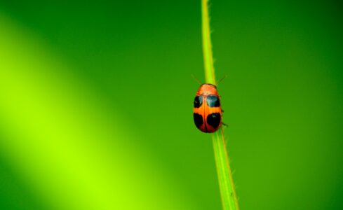 specie viventi nel giardino