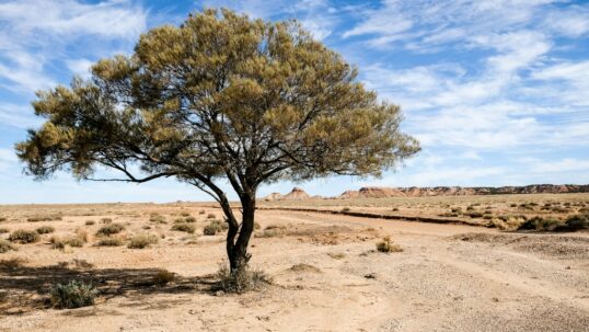 numbat calore estinzione