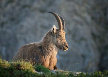 stambecco delle Alpi notturno