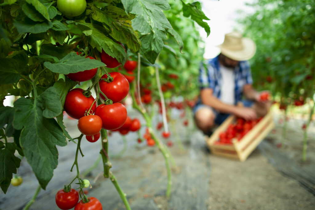 Concimazione dei pomodori