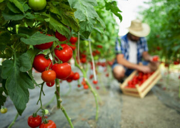 Concimazione dei pomodori