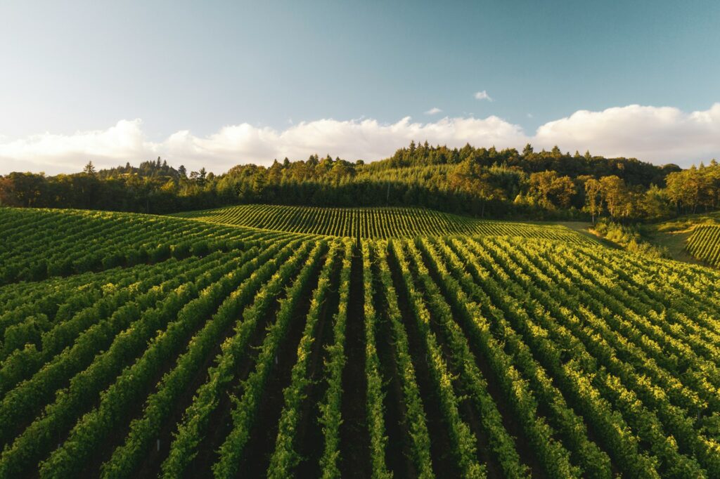 Vino e cambiamento climatico: