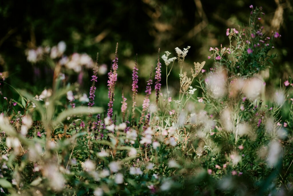 dry garden