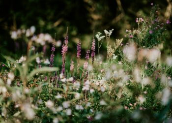 dry garden