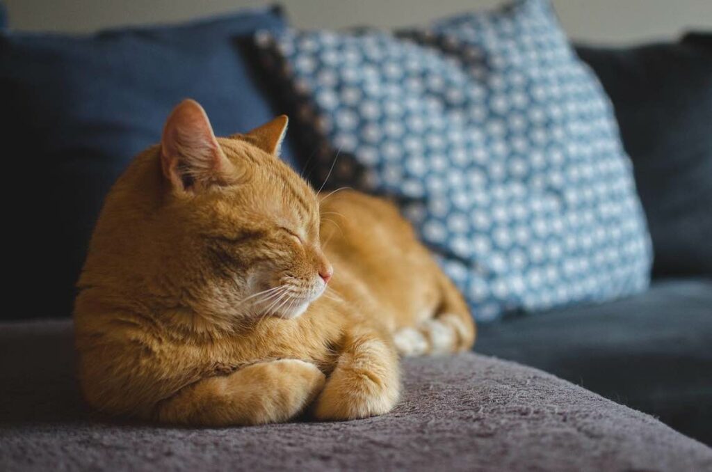 gatto