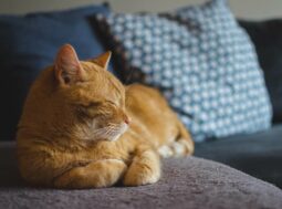 gatto