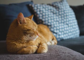 gatto