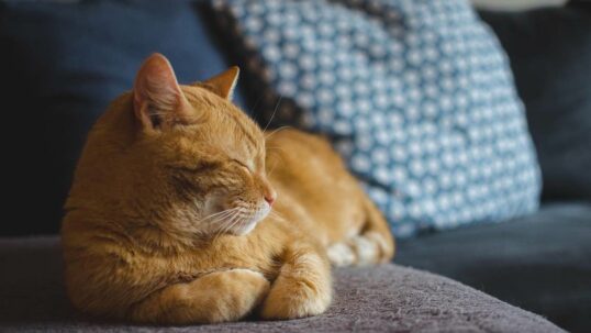 gatto