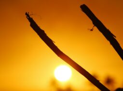 limite di 1,5 gradi di riscaldamento globale