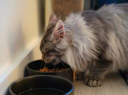 Cibo Gatto
