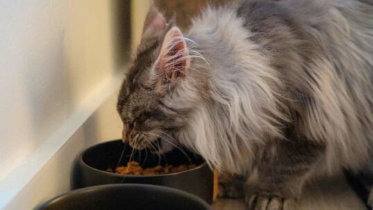 Cibo Gatto