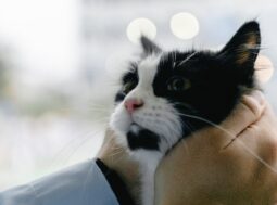 Benessere animale e normative europee: una svolta storica nel 2026