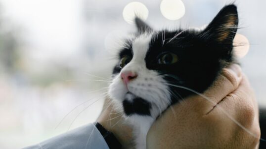 Benessere animale e normative europee: una svolta storica nel 2026