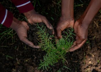 Biodiversità: il segreto invisibile sotto i nostri piedi