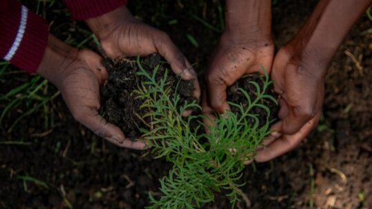 Biodiversità: il segreto invisibile sotto i nostri piedi