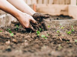 Giardinaggio domestico e coltivazione sostenibile: cosa dice la ricerca internazionale