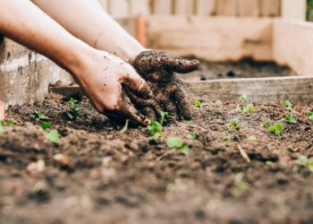 Giardinaggio domestico e coltivazione sostenibile: cosa dice la ricerca internazionale